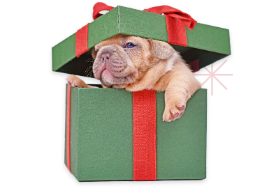 Pet Food Express Holiday Shopping Spree