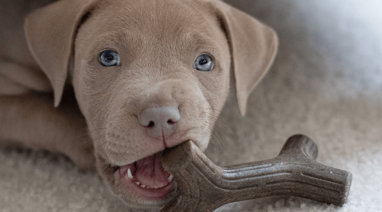 Close up on puppy chewing branch shaped toy