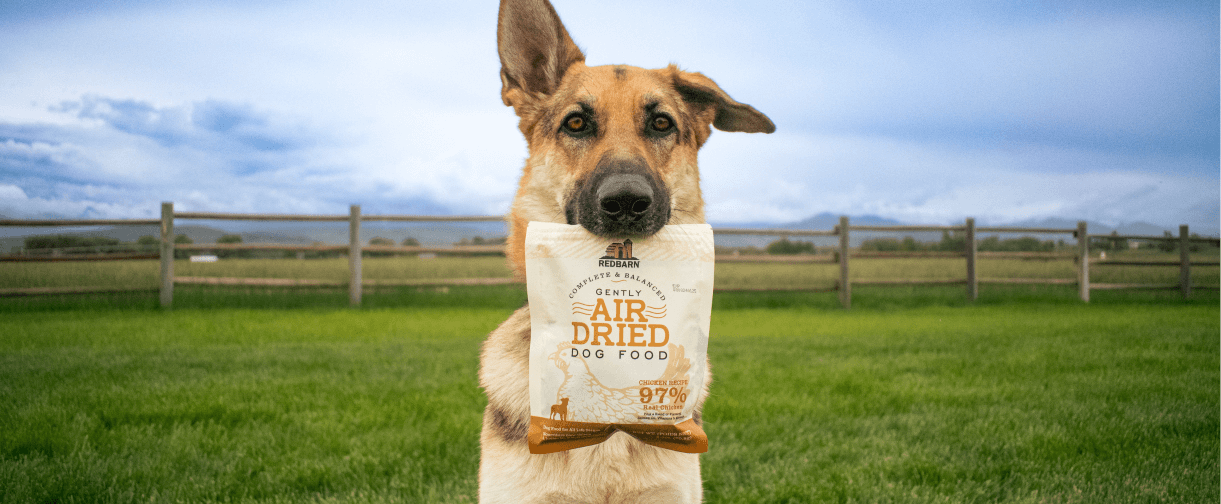 Dog holds a bag of Redbarn Air Dried Dog Food in its mouth