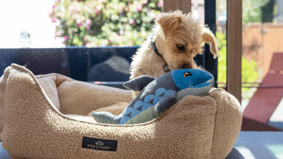Dog plays with Fog City Pet plush toy