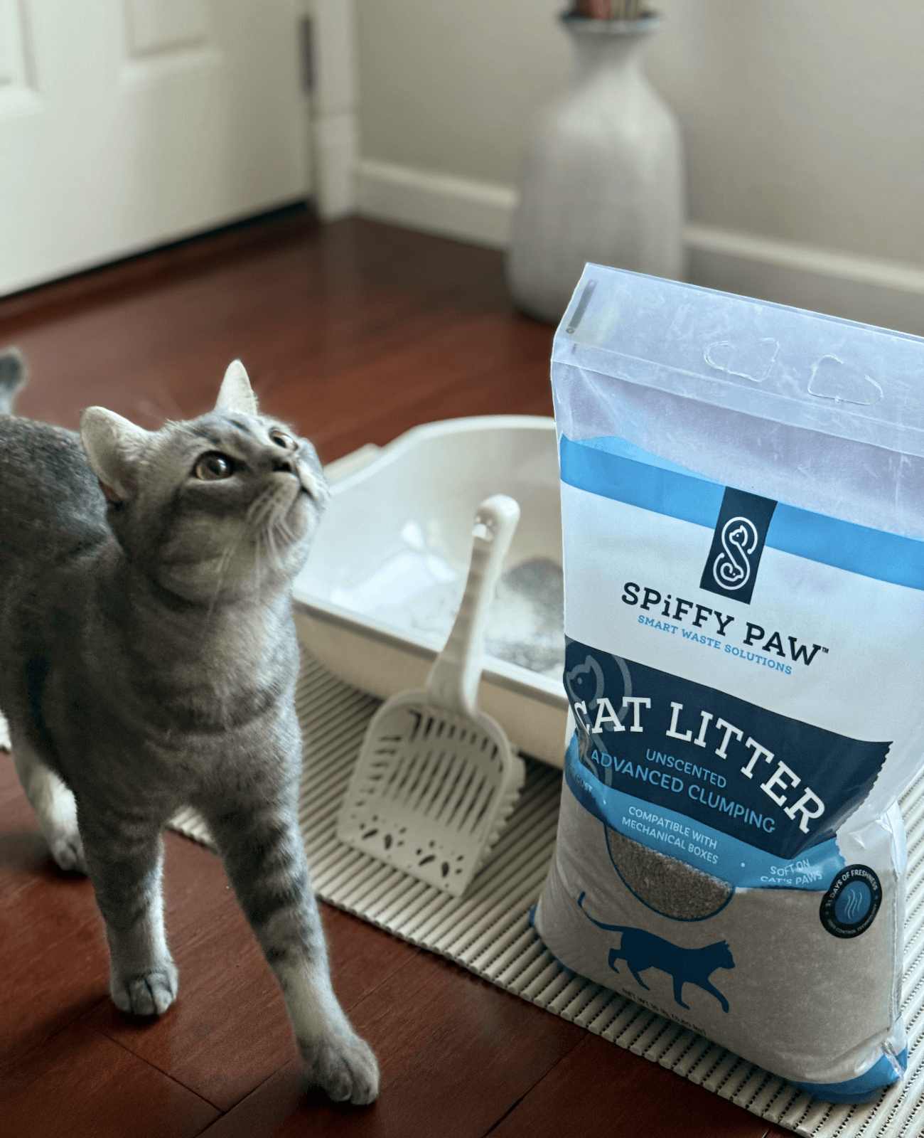 Cat gazes upward as it walks past a bag of Spiffy Paw litter