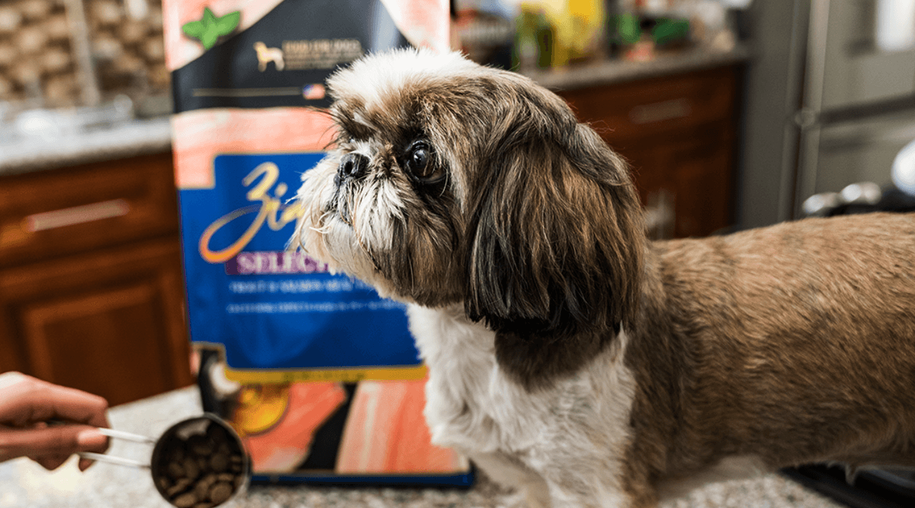 Dog posing on a countertop next to Zignature dog food