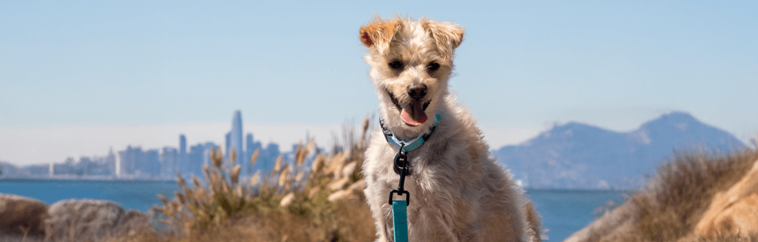 dog playing with fog city toys