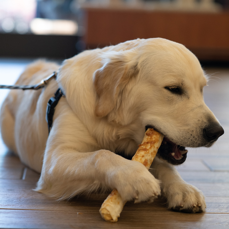 dog chewing on a treat