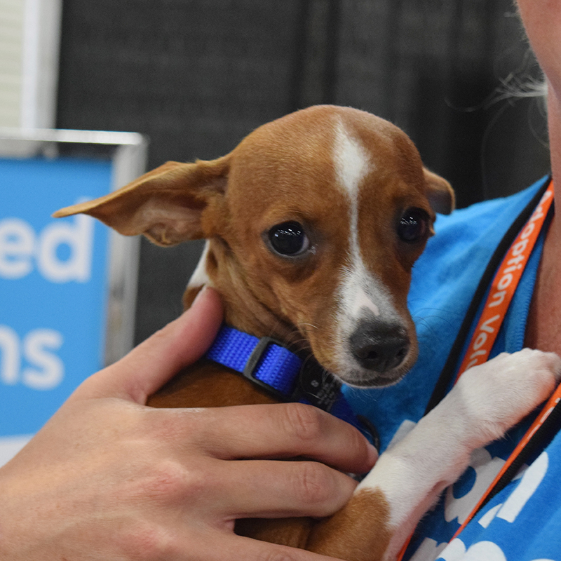 dog being held