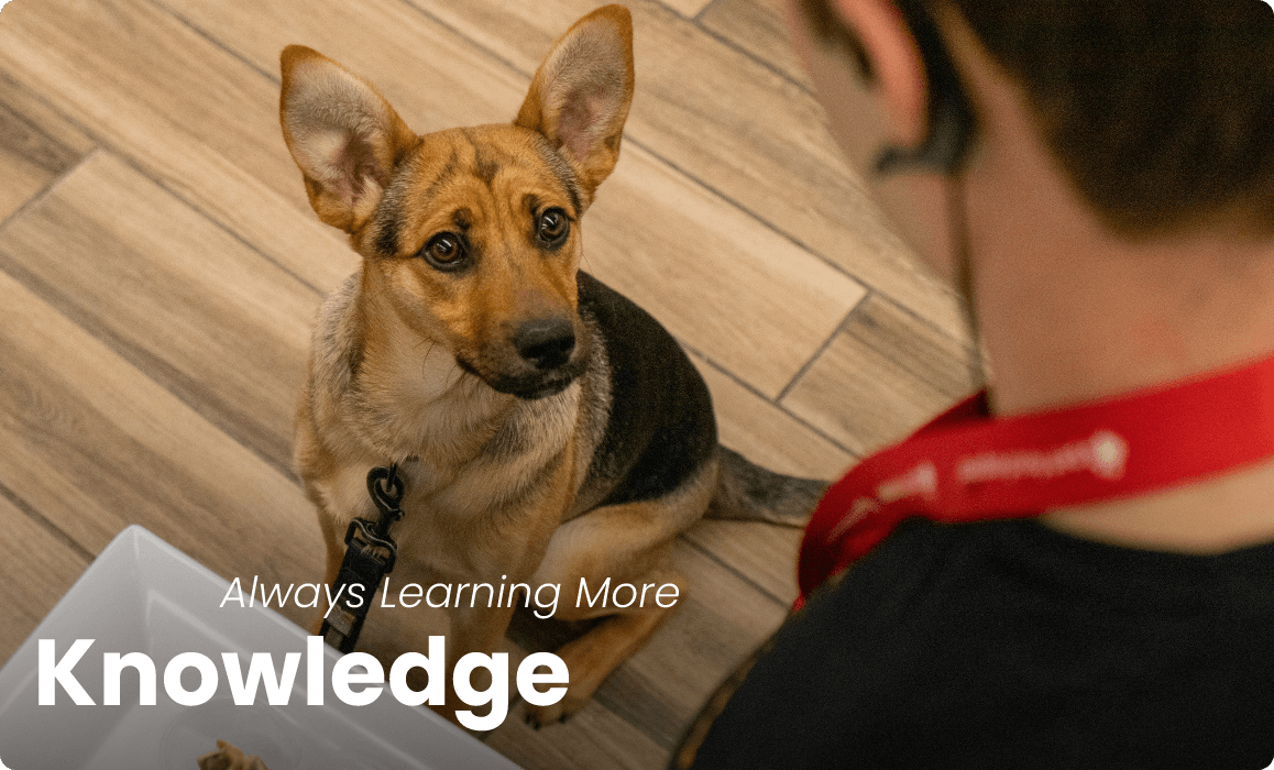A young German Shepherd dog gazes up at a Pet Food Express employee. Text reads: Always Learning More - Knowledge