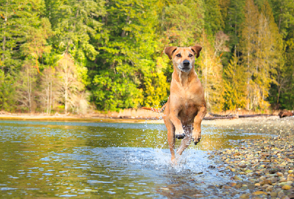 Dog running outside