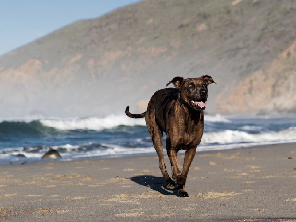 Dog running on beach.
