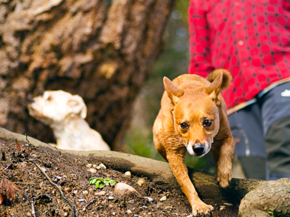 Two dogs running through the forest