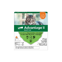 Cat Flea and Tick