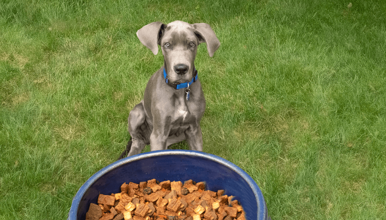 calories in purina pro plan dog food Purina Pro Plan Sport Performance 30/20 Chicken Dry Dog Food 37.5-lb