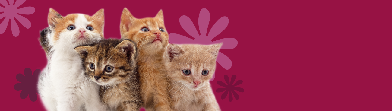 Assortment of B Corp brands