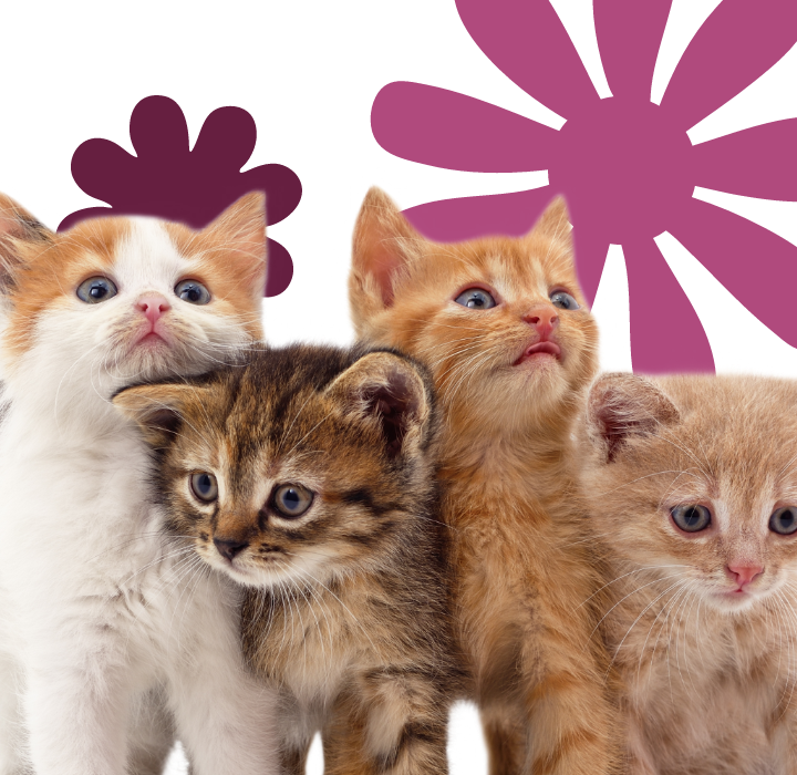 Assortment of B Corp brands