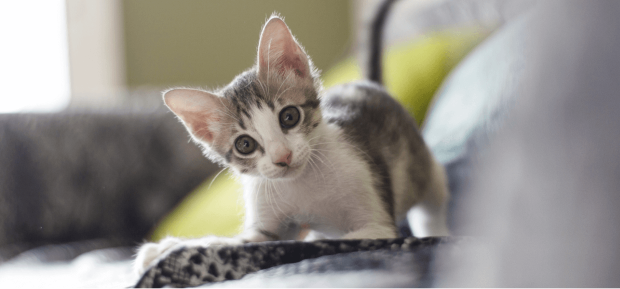 Cat playing and looking at the camera