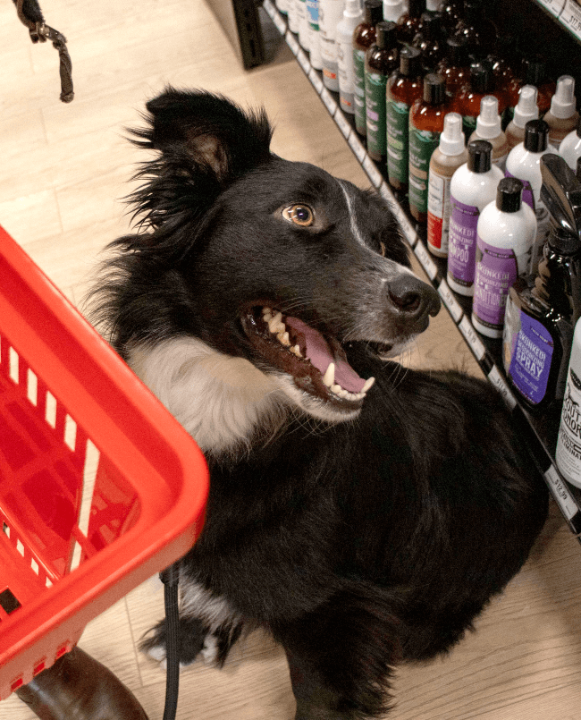 Australian Shepherd gazes upward inside a Pet Food Express store