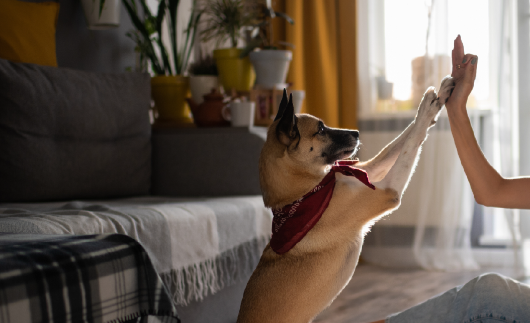 dog playing