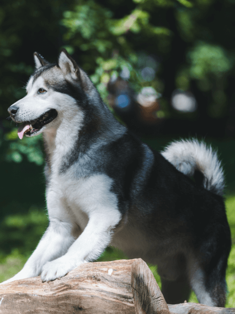 dog on a log