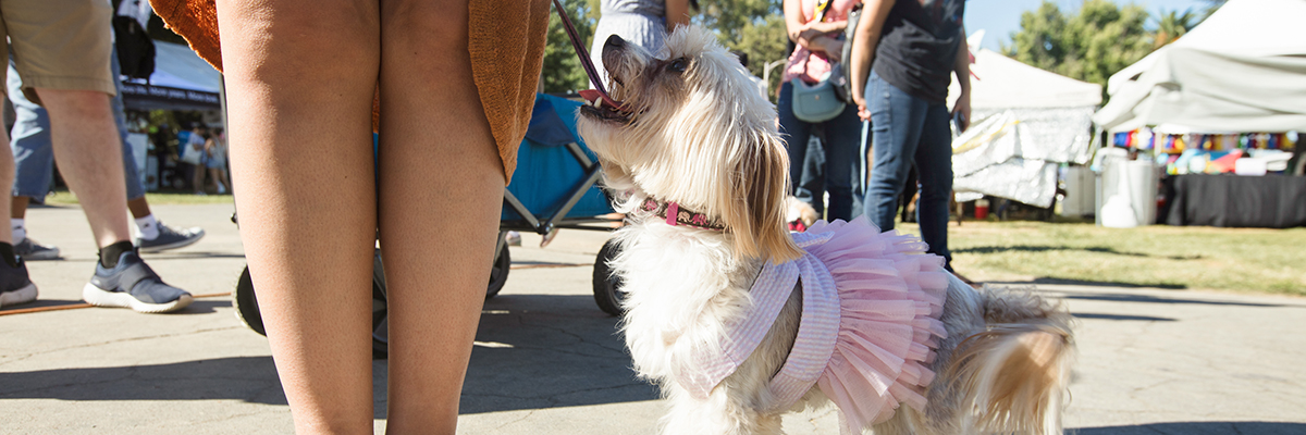 bay area pet fair