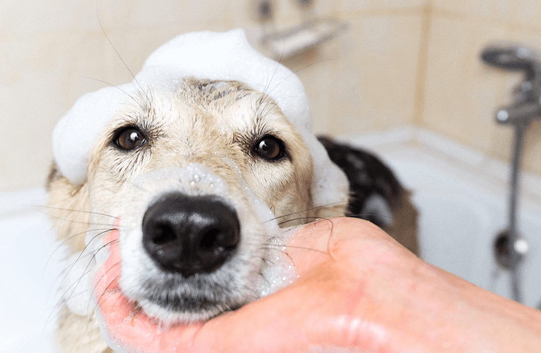 Dog in bathtub with suds on its head