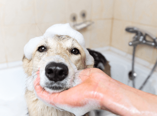 Dog in bathtub with suds on its head