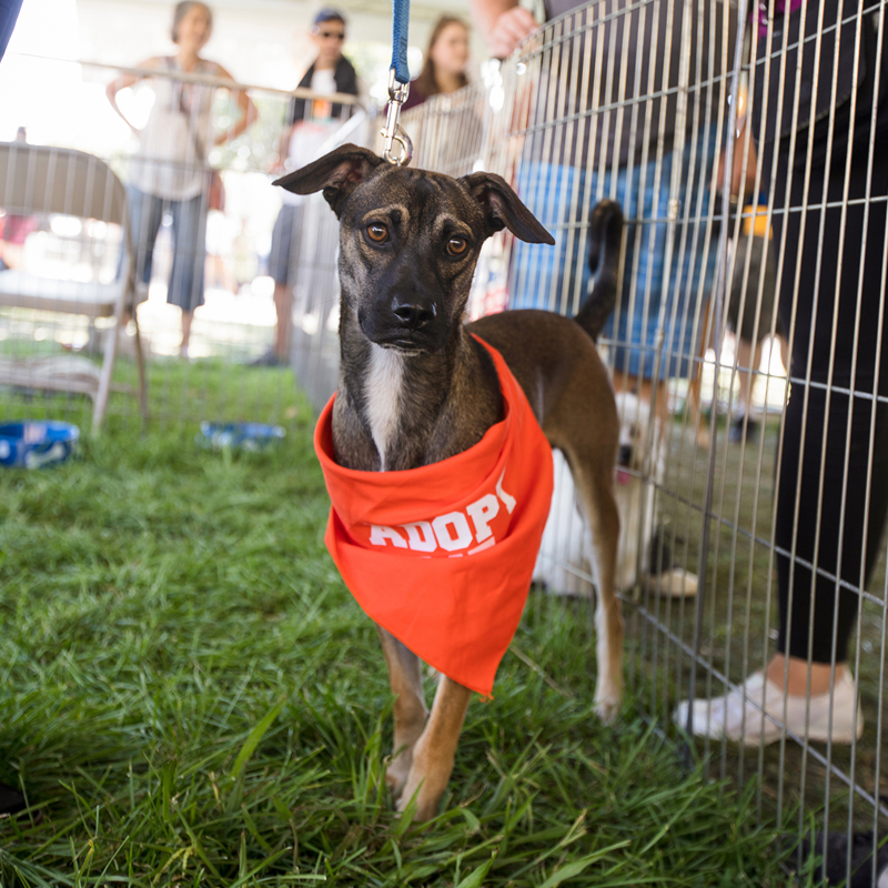 dog with orange bandana