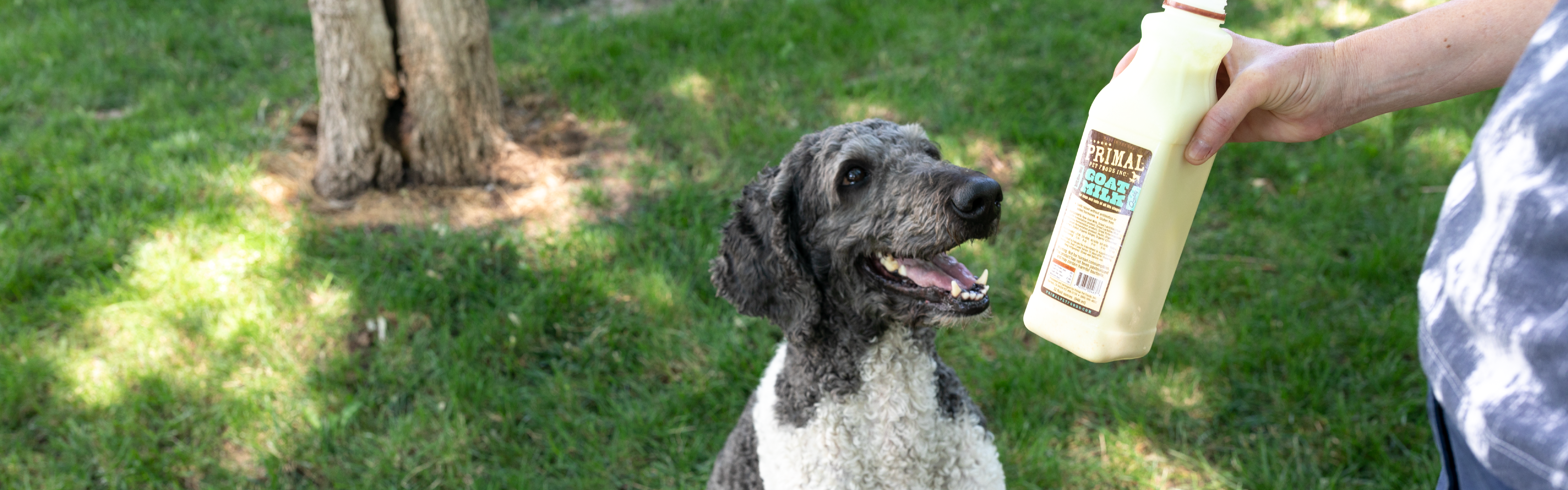 dog waiting for primal goat milk