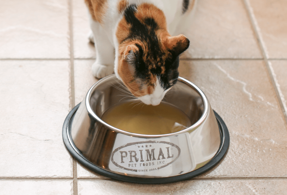 Cat drinking primal broth