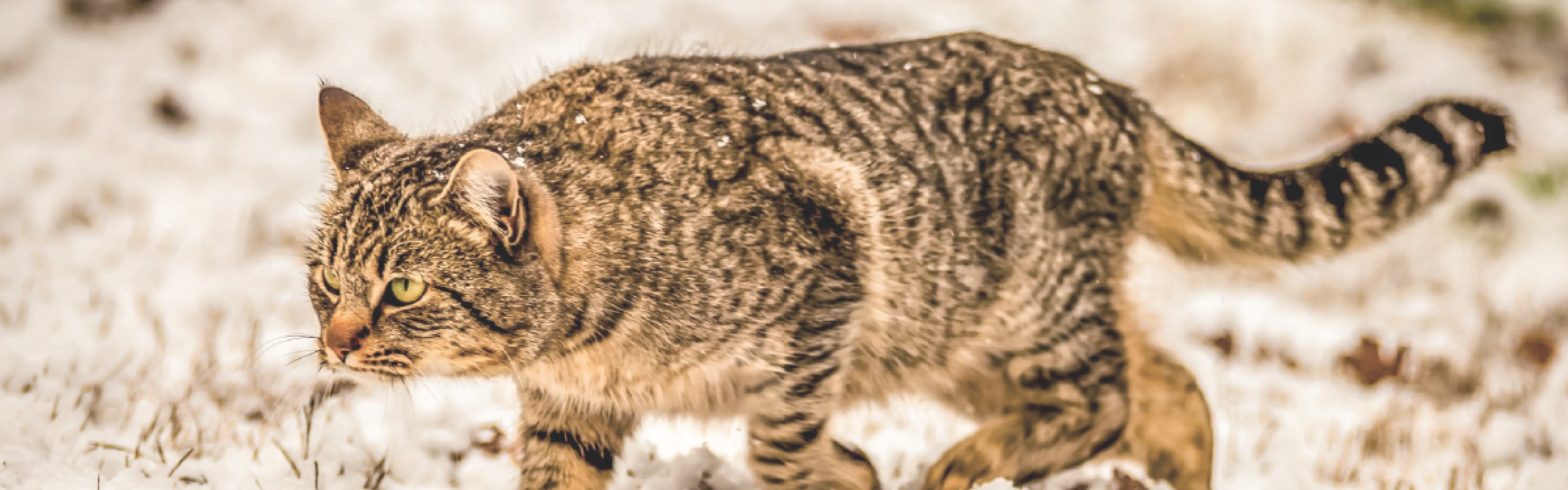 cat in the snow