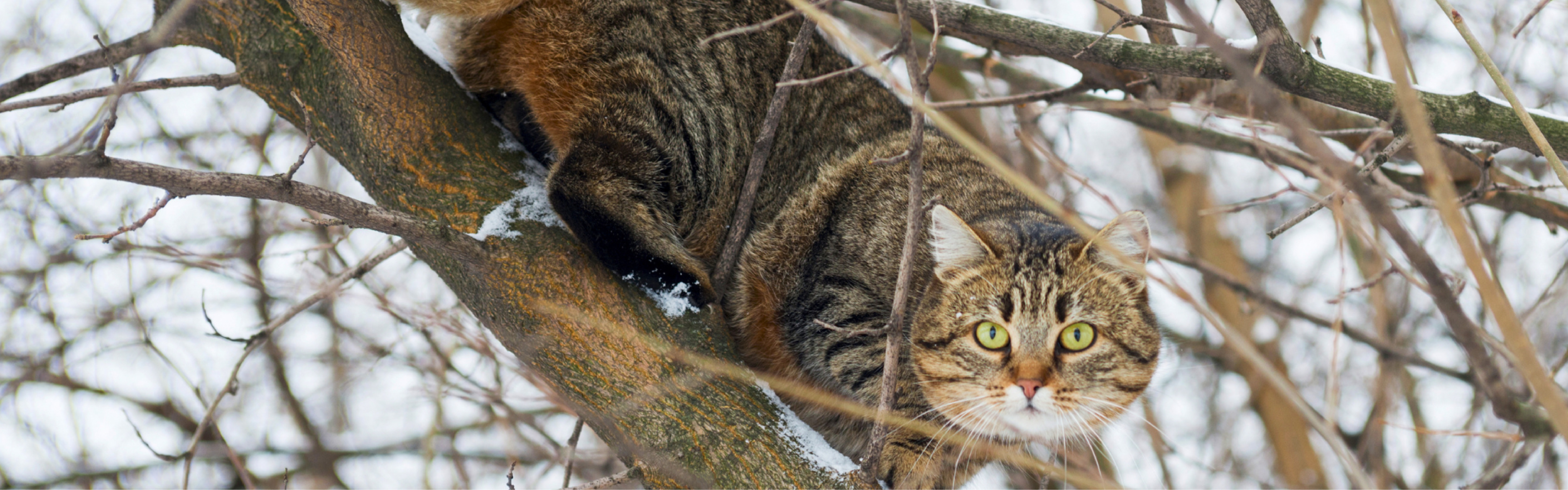 cat in a tree