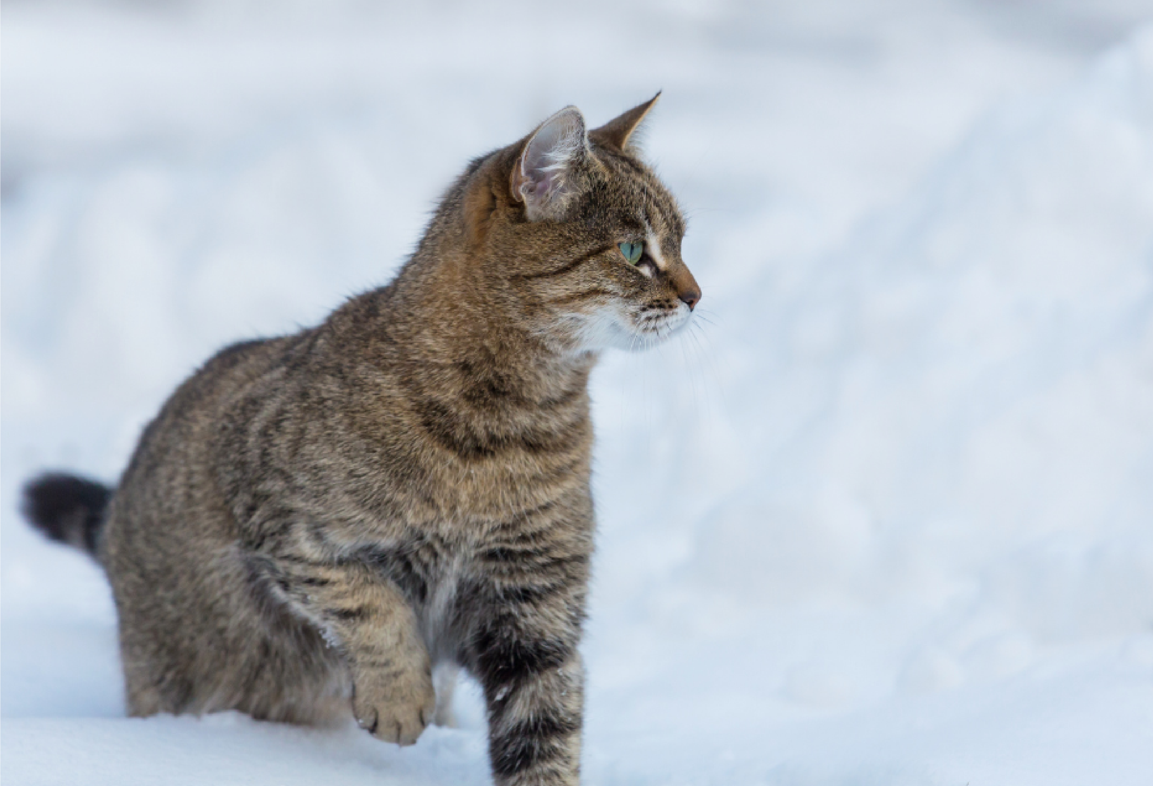 Cat in the snow