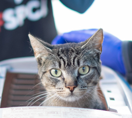 Brown cat staring at the camera.