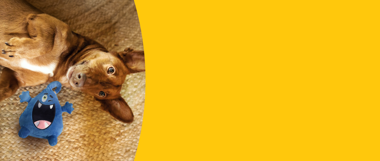 Dog rolling around and playing with blue dudley toy.