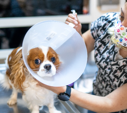 Small dog in cone receiving vaccine shots.
