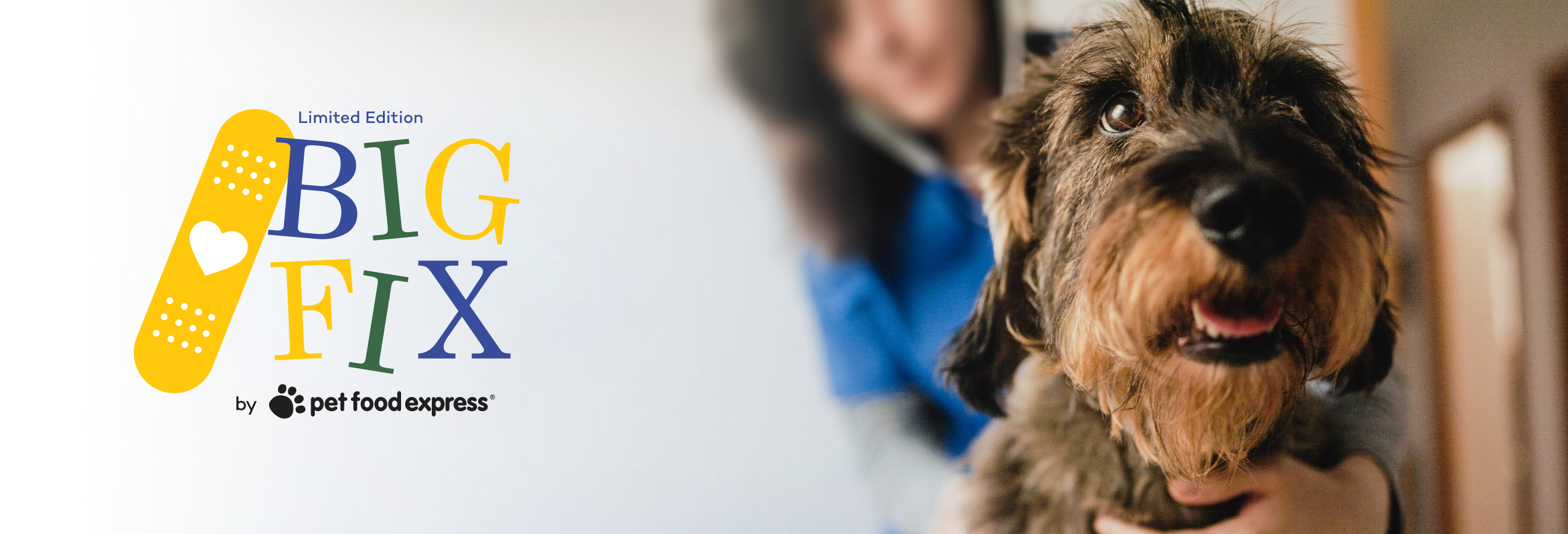 Dog getting a medical check up.