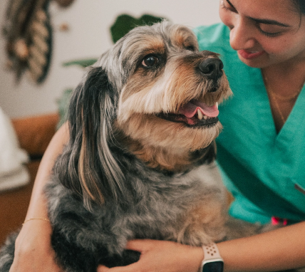 Dog being offered comfort by the vet.