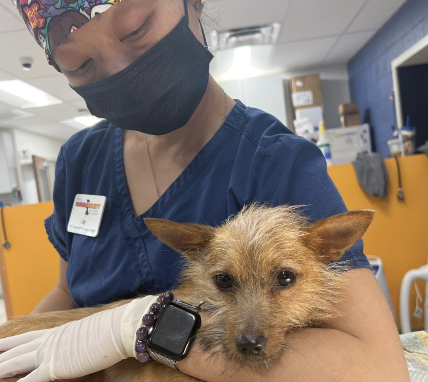 Dog being comforted by vet