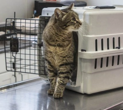 Cat walking out of cat carrier.