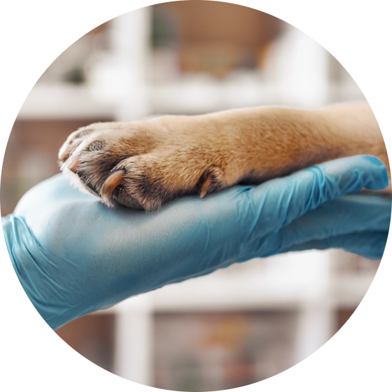 Dog paw in a persons hand.