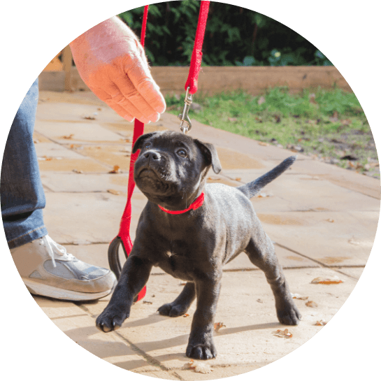 dog with red leash