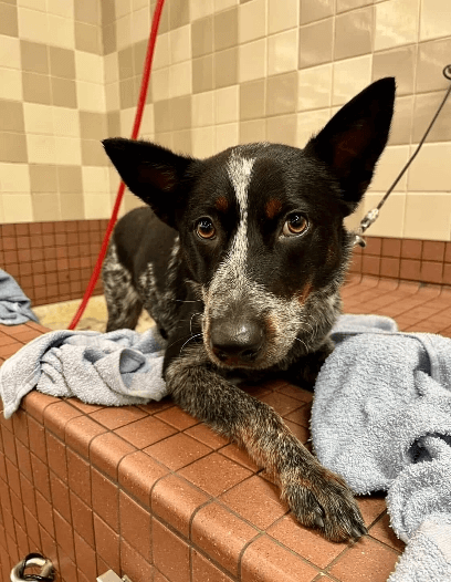 Dog at Pet Food Express pet wash