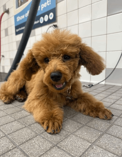 Dog at Pet Food Express pet wash