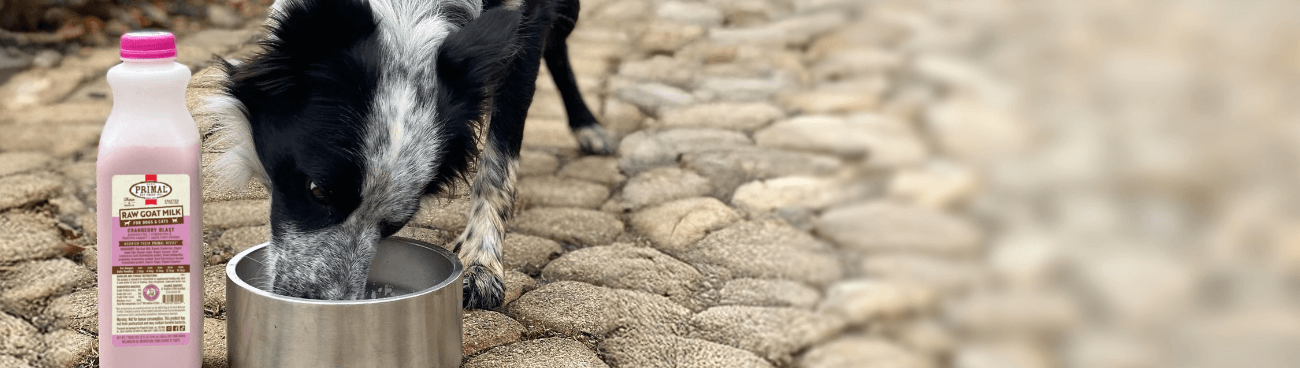Border collie mix drinks Primal raw goat milk from a metal bowl.