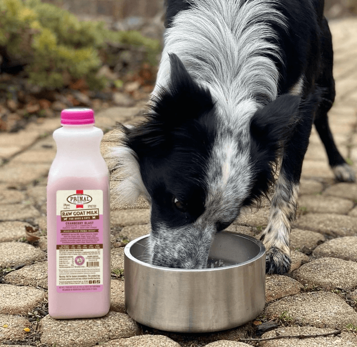 Border collie mix drinks Primal raw goat milk from a metal bowl.