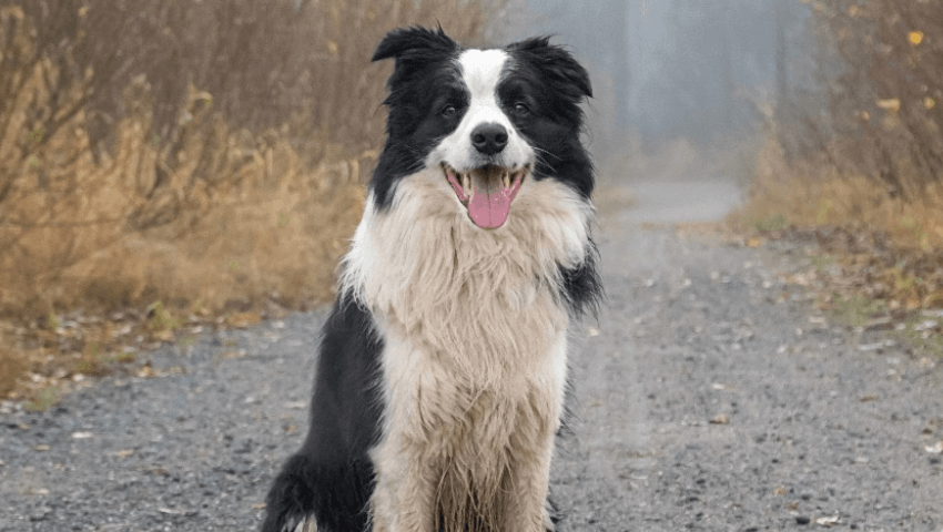 border collie standing in middle of wintery trail
