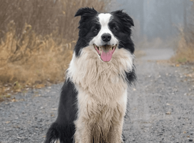 border collie standing in middle of wintery trail