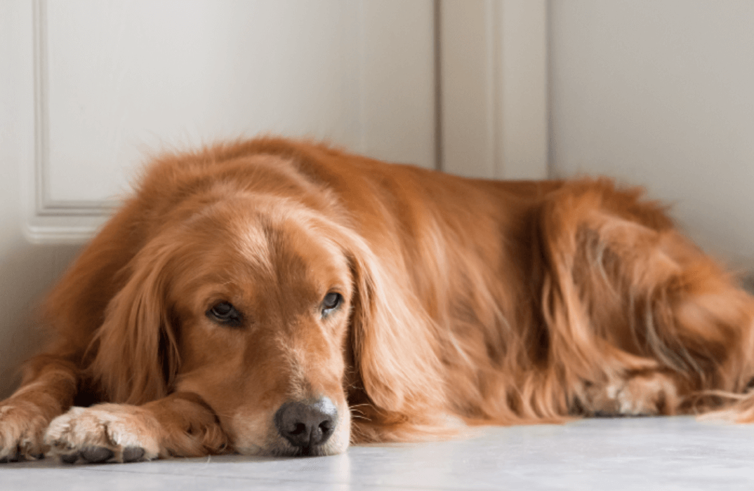 Bored golden retriever lying on floor