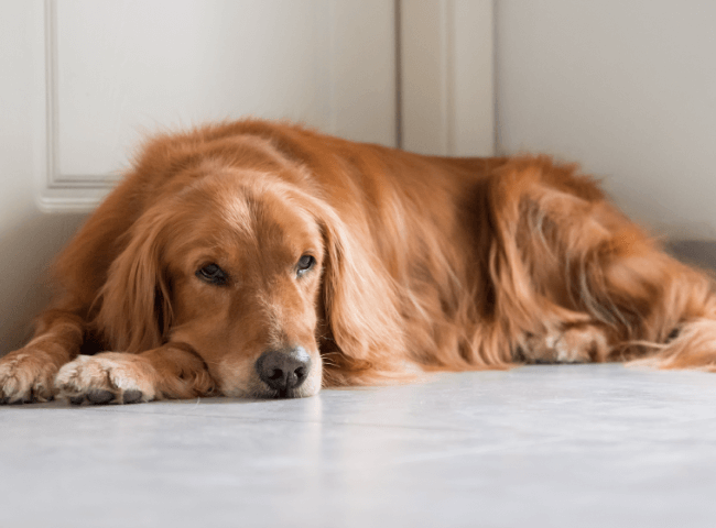Bored golden retriever lying on floor