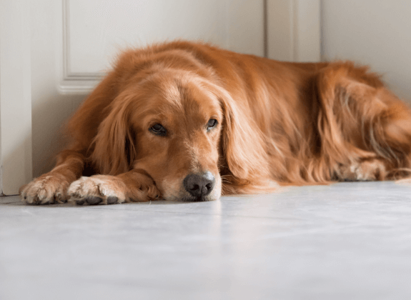 26 Quick & Simple Ways To Relieve Dog Boredom - Puppy Leaks