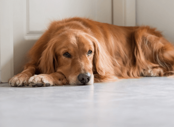 Buy Busy Buddy Corn for your dog