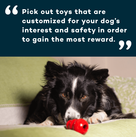 Staff Picks - Boredom Busters for Dogs and Cats